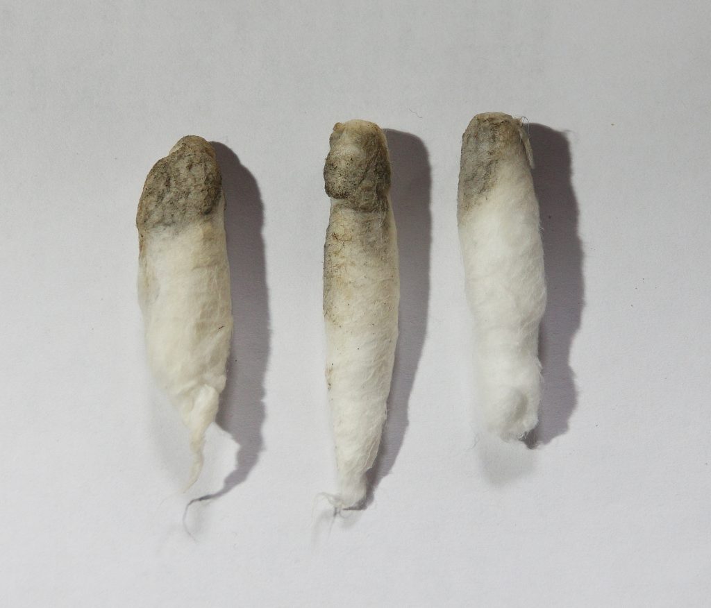 Chapel conservation swabs image