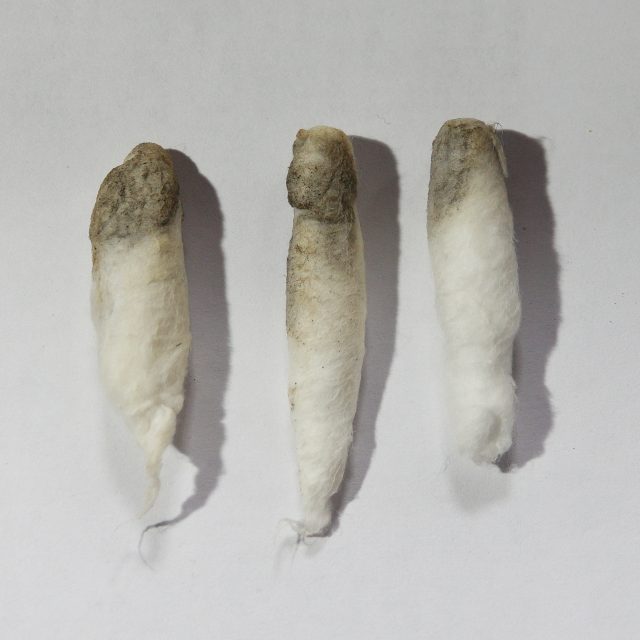 Chapel conservation swabs image